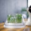 Secret Forest Cat Bowl with Cat Grass
